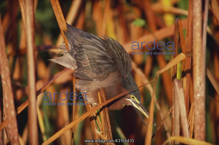 : Green-Backed Heron : Green-Backed Heron