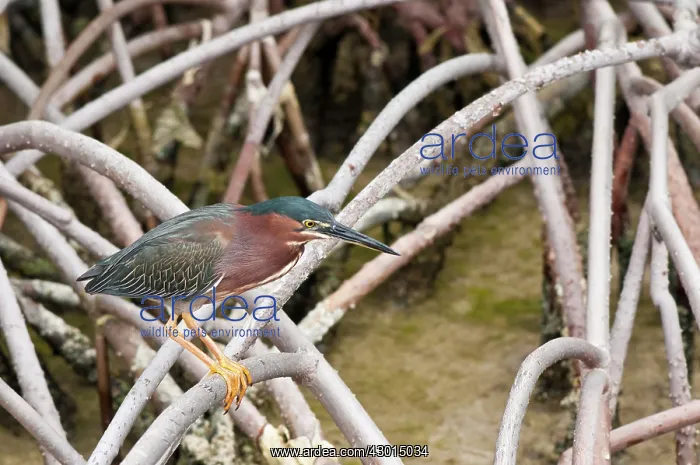 : Green-backed Heron adult in middle of a Mangrovian forest : Green-backed Heron adult in middle of a Mangrovian forest
