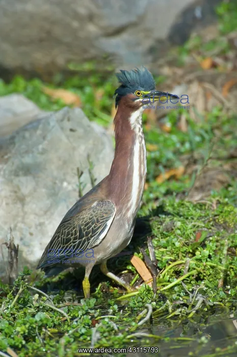 : Green-backed Heron (Butorides virescens) : Green-backed Heron (Butorides virescens)