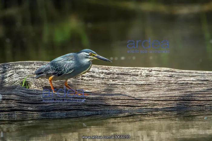 : Green-backed heron in Kruger National park, South : Green-backed heron in Kruger National park, South