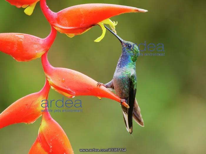  : Green Backed Hillstar Hummingbird - on heliconia