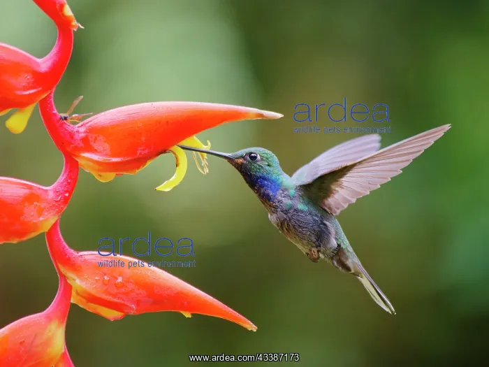  : Green Backed Hillstar Hummingbird - on heliconia