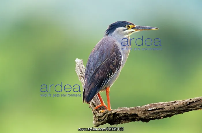 : Green-backed / Striated HERON - on branch : Green-backed / Striated HERON - on branch