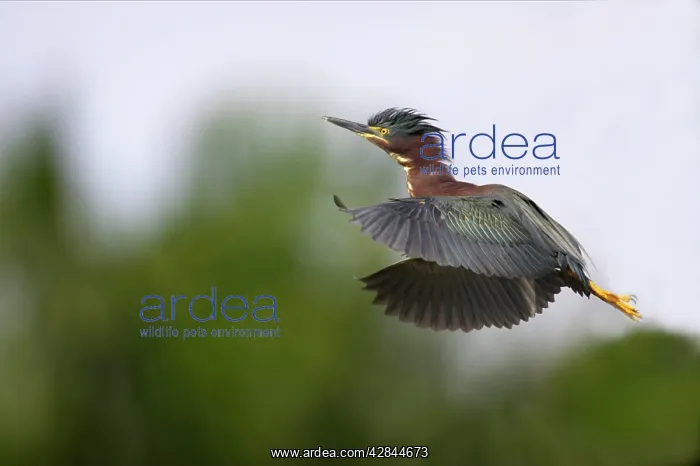 : Green-backed / Striated Heron - In flight : Green-backed / Striated Heron - In flight