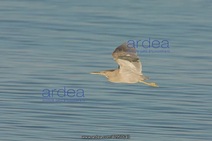 : Green-backed / Striated Heron - In flight : Green-backed / Striated Heron - In flight