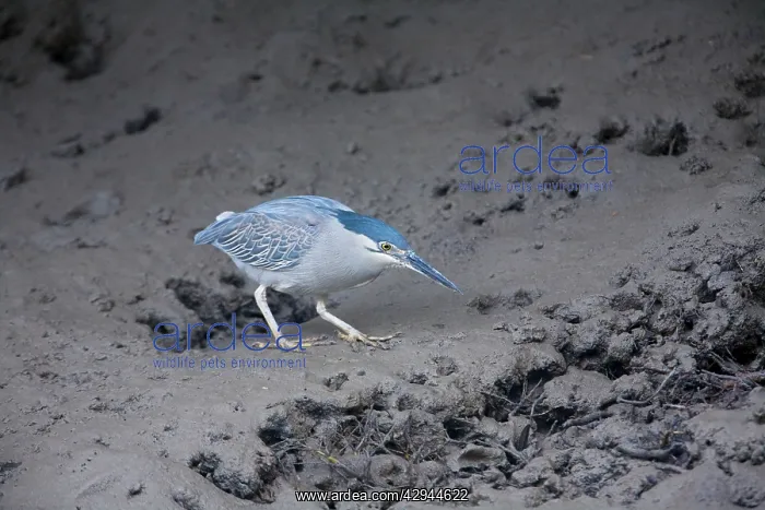 : Green-backed / Striated Heron - Hunting for prey : Green-backed / Striated Heron - Hunting for prey