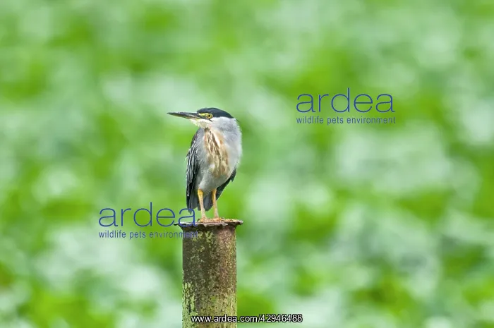 : Green-backed / Striated Heron - on post - water : Green-backed / Striated Heron - on post - water
