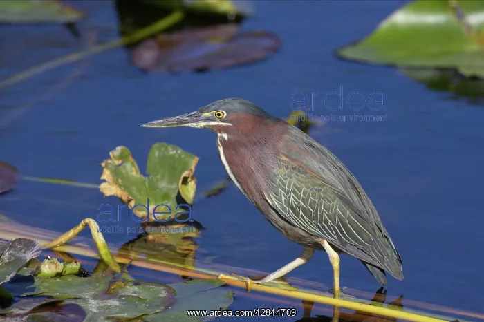: Green-backed / Striated Heron - Standing on reeds in water : Green-backed / Striated Heron - Standing on reeds in water