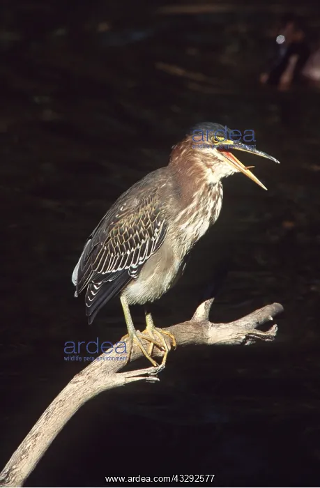 : Green-backed / Striated / Mangrove HERON - perched : Green-backed / Striated / Mangrove HERON - perched