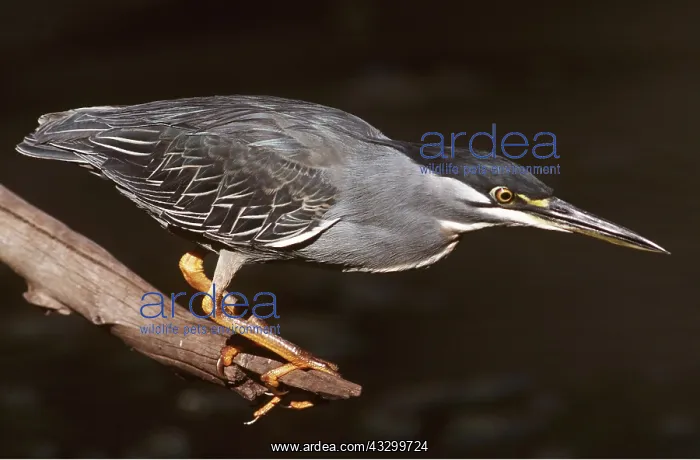 : Green-backed / Striated / Mangrove HERON - by water : Green-backed / Striated / Mangrove HERON - by water