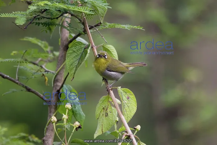 : Green-backed White-eye : Green-backed White-eye