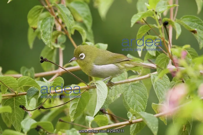 : Green-backed White-eye : Green-backed White-eye