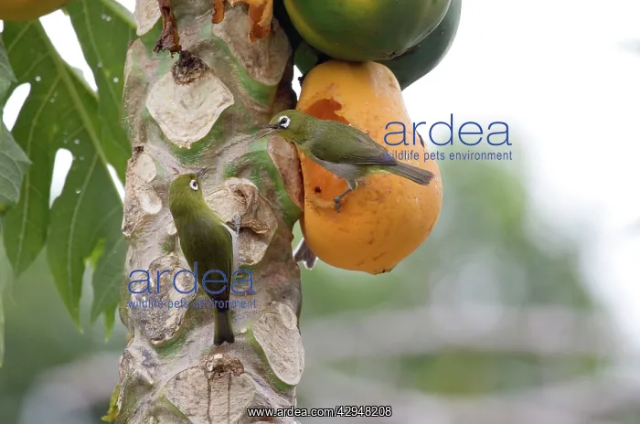 : Green-backed White-eyes - feeding on pawpaw : Green-backed White-eyes - feeding on pawpaw