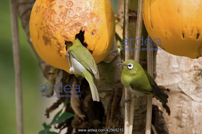 : Green-backed White-eyes feeding on pawpaw : Green-backed White-eyes feeding on pawpaw