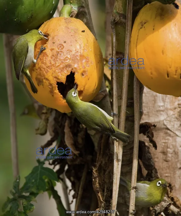 : Green-backed White-eyes - feeding on pawpaw : Green-backed White-eyes - feeding on pawpaw