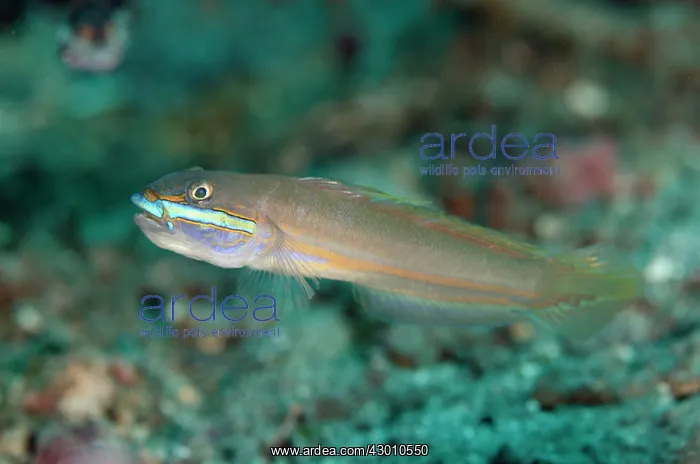 : Green-band Sleeper-Goby Kareko Point dive site : Green-band Sleeper-Goby Kareko Point dive site