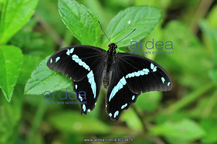 : Green-banded Swallowtail Butterfly : Green-banded Swallowtail Butterfly