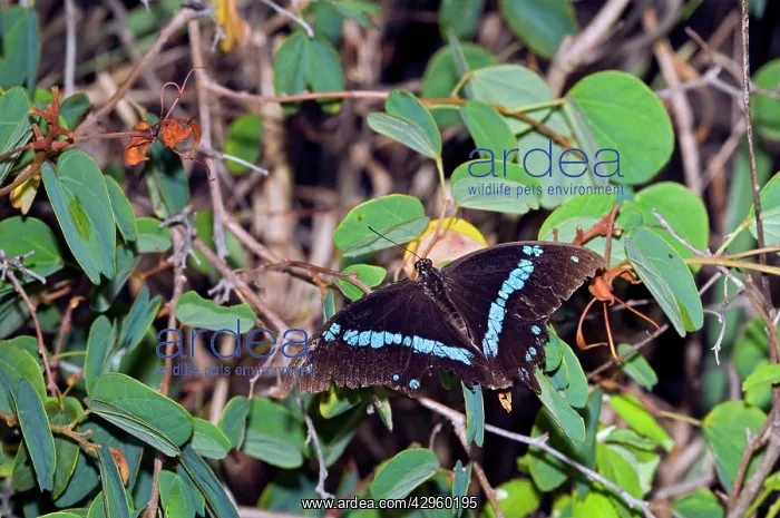 : Green-banded Swallowtail Butterfly - well-worn : Green-banded Swallowtail Butterfly - well-worn