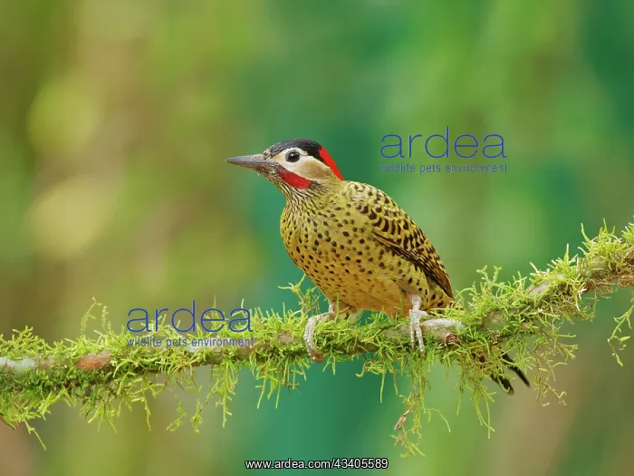: Green Barred Woodpecker Colaptes melanochloros Atlantic : Green Barred Woodpecker Colaptes melanochloros Atlantic