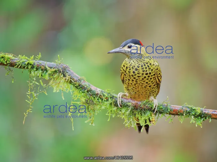 : Green Barred Woodpecker Colaptes melanochloros Atlantic : Green Barred Woodpecker Colaptes melanochloros Atlantic