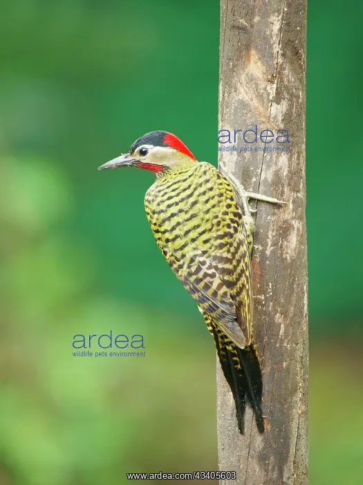 : Green Barred Woodpecker Colaptes melanochloros Atlantic : Green Barred Woodpecker Colaptes melanochloros Atlantic
