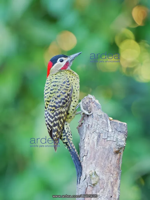 : Green Barred Woodpecker Colaptes melanochloros Atlantic : Green Barred Woodpecker Colaptes melanochloros Atlantic