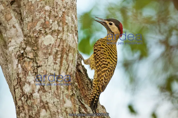 : Green-barred Woodpecker female with bill open on tree trunk : Green-barred Woodpecker female with bill open on tree trunk