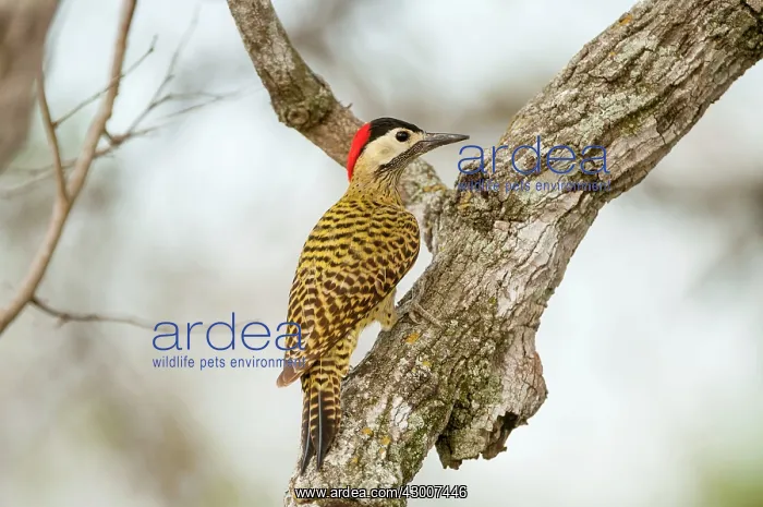 : Green-barred Woodpecker female on tree branch : Green-barred Woodpecker female on tree branch