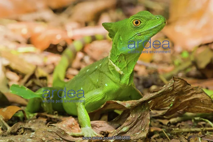 : Green Basilisk : Green Basilisk