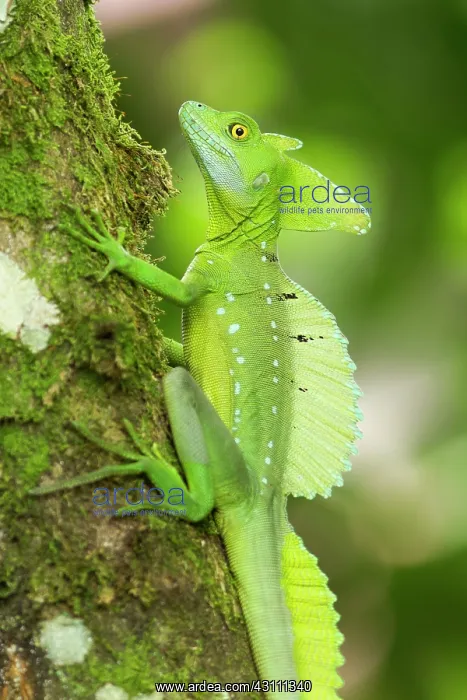 : Green Basilisk : Green Basilisk