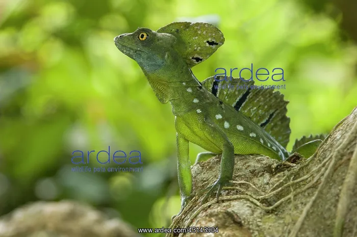 : Green Basilisk : Green Basilisk