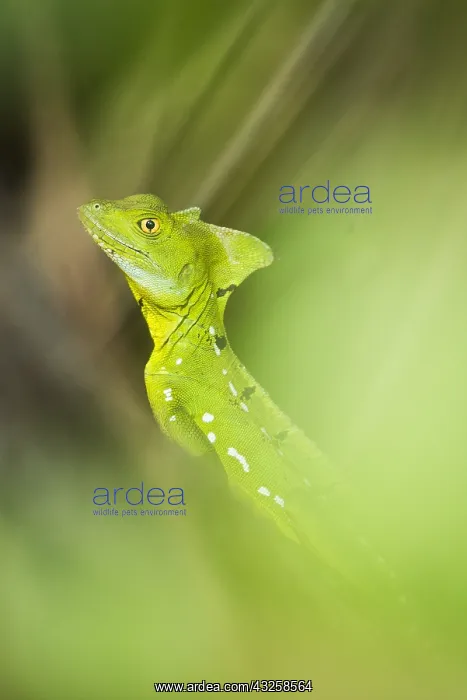 : Green Basilisk (Basiliscus basiliscus) in the foliage : Green Basilisk (Basiliscus basiliscus) in the foliage