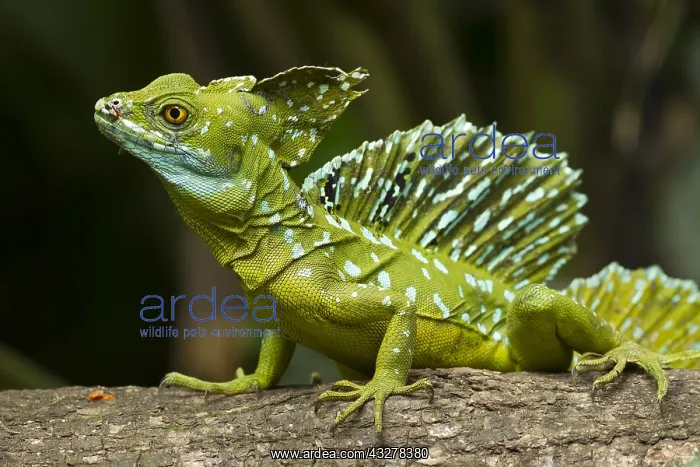: Green Basilisk (Basiliscus plumifrons) lizard w : Green Basilisk (Basiliscus plumifrons) lizard w