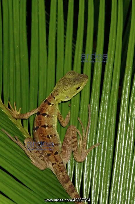 : Green Basilisk juvenile : Green Basilisk juvenile