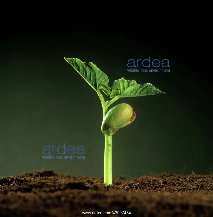 : Green bean seedling : Green bean seedling
