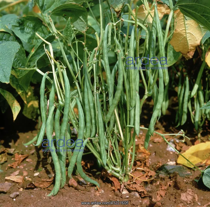 : Green Beans : Green Beans