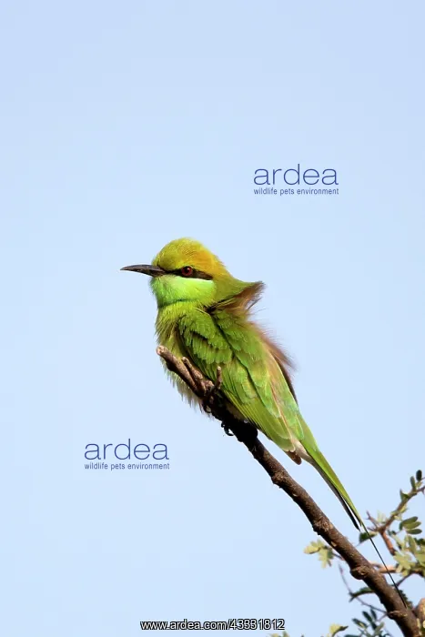 : Green Bee-eater / Little Green Bee-eater : Green Bee-eater / Little Green Bee-eater