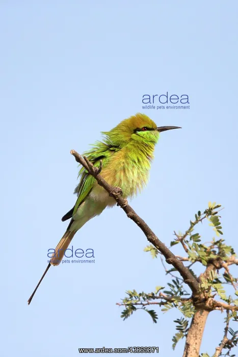 : Green Bee-eater / Little Green Bee-eater : Green Bee-eater / Little Green Bee-eater
