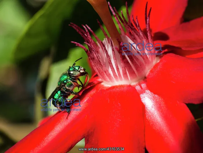 : Green Bee eating at a Passiflora : Green Bee eating at a Passiflora