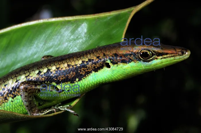 : Green-bellied Skink (Emoia cyanogaster) : Green-bellied Skink (Emoia cyanogaster)
