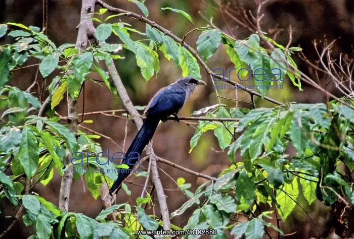 : Green-billed Malkoha, Cambodia : Green-billed Malkoha, Cambodia