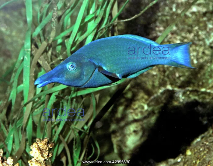 : Green Birdmouth Wrasse : Green Birdmouth Wrasse