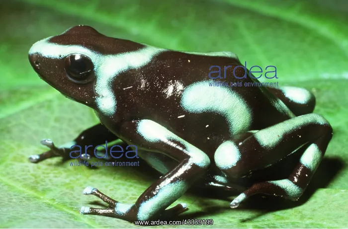 : Green & Black POISON ARROW / DART FROG : Green & Black POISON ARROW / DART FROG