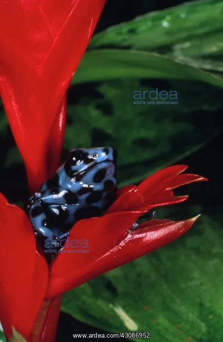 : Green & Black Poison Arrow Frog : Green & Black Poison Arrow Frog