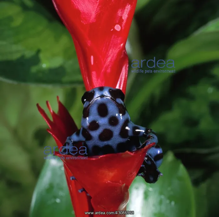 : Green & Black Poison Arrow Frog : Green & Black Poison Arrow Frog