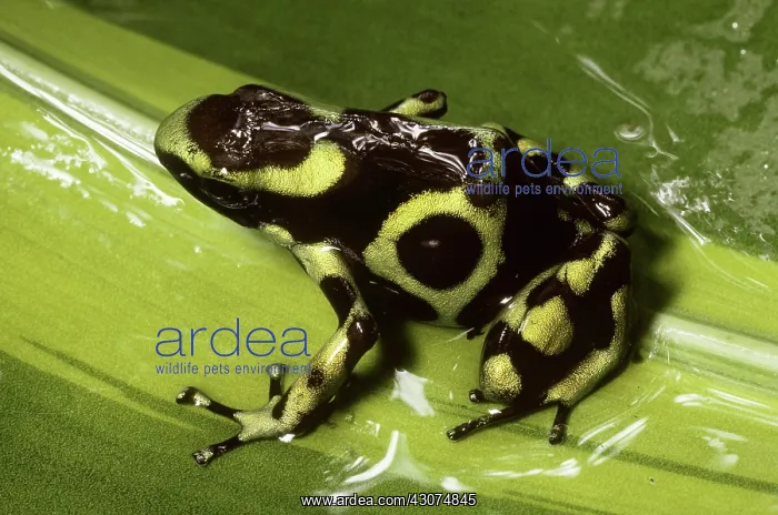 : Green and Black Poison Dart Frog : Green and Black Poison Dart Frog