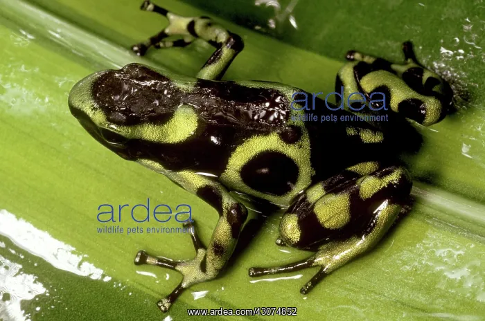 : Green and Black Poison Dart Frog : Green and Black Poison Dart Frog