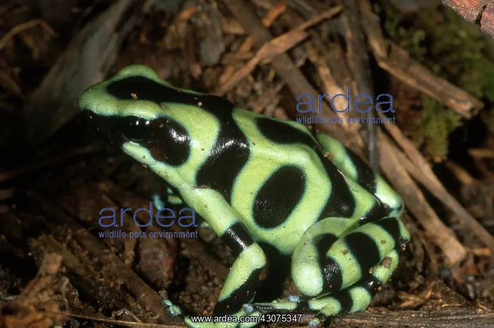 : Green and Black Poison Dart Frog : Green and Black Poison Dart Frog