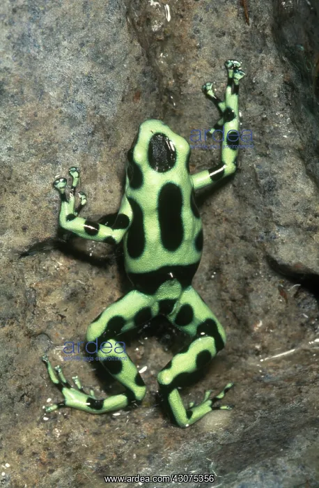 : Green and Black Poison Dart Frog : Green and Black Poison Dart Frog