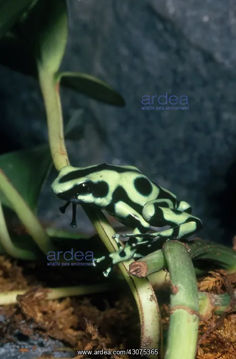 : Green and Black Poison Dart Frog : Green and Black Poison Dart Frog